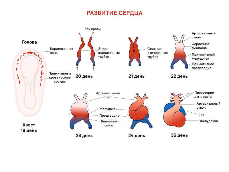 Как можно услышать сердцебиение будущего малыша?