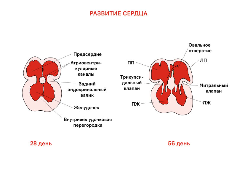 Как можно услышать сердцебиение будущего малыша?