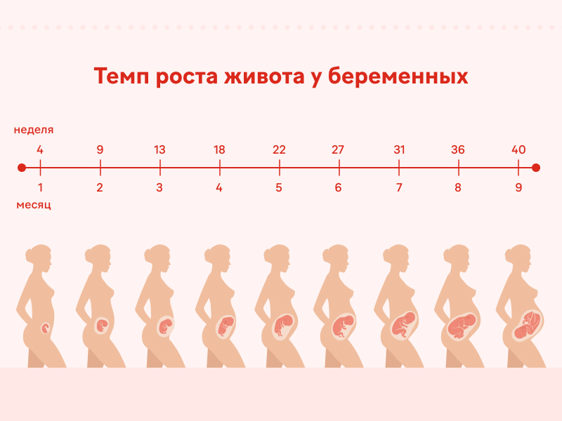 На каком сроке беременности начинает расти живот?