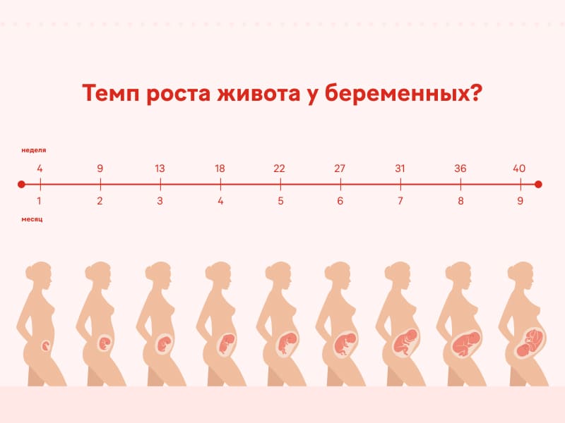 Что влияет на темп роста живота у беременных?