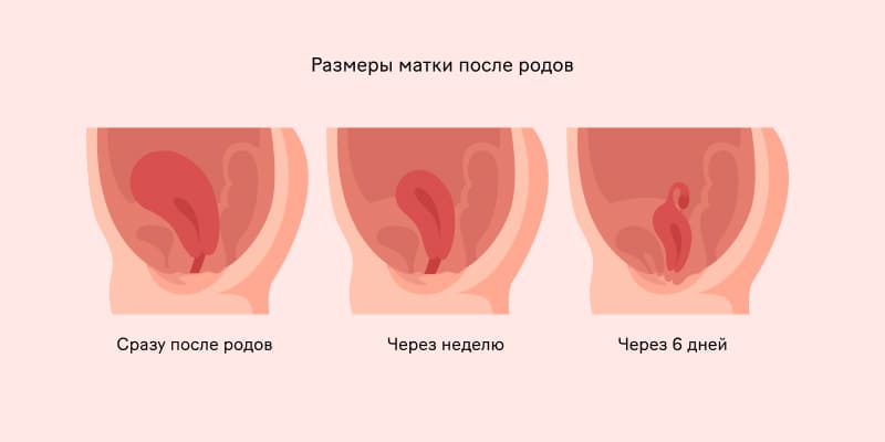 Размеры матки после родов
