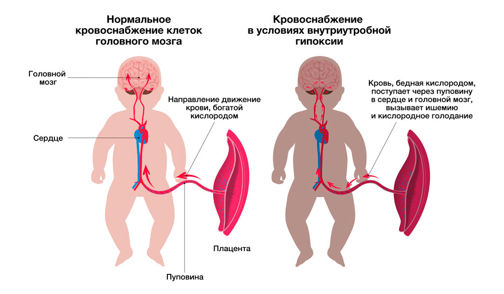 Кровоснабжение