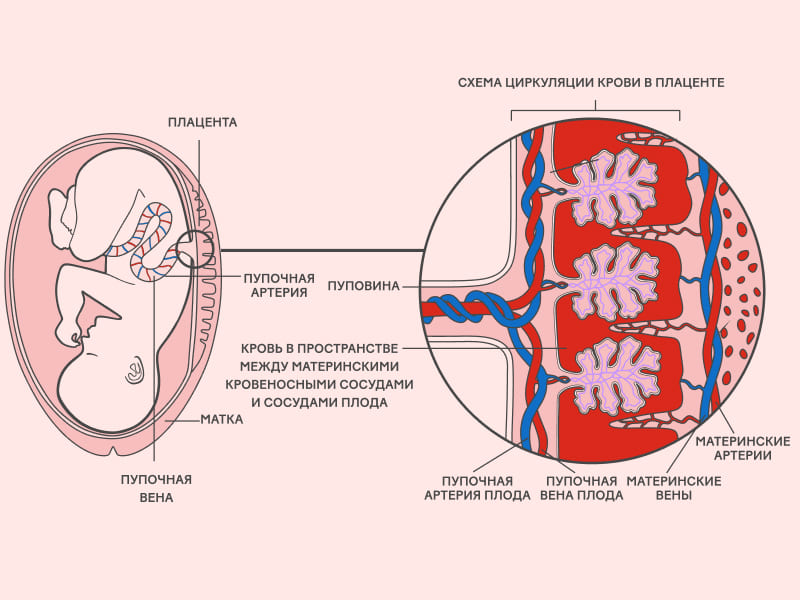 Что такое фетоплацентарная недостаточность?