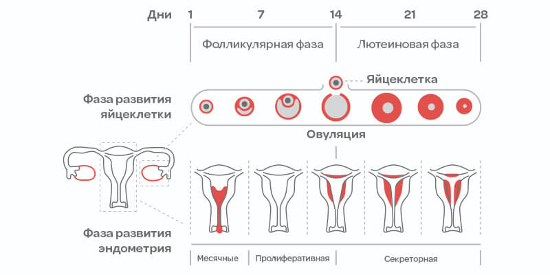 Фазы менструального цикла