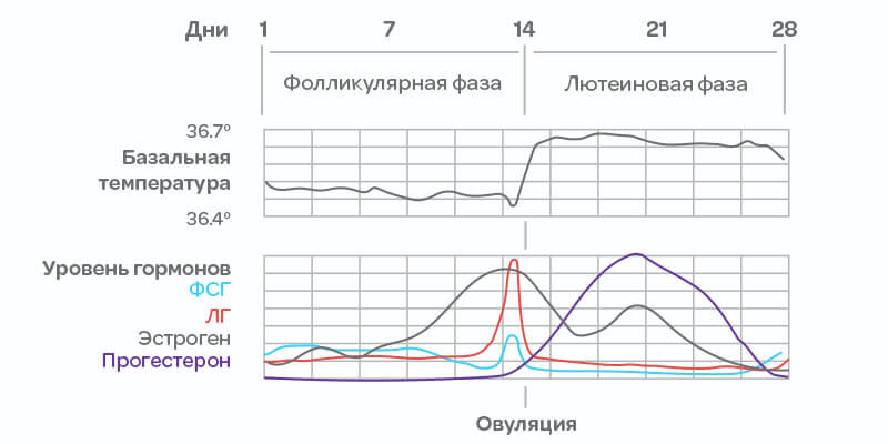 Фазы менструального цикла, овуляция, базальная температура и уровень гормонов