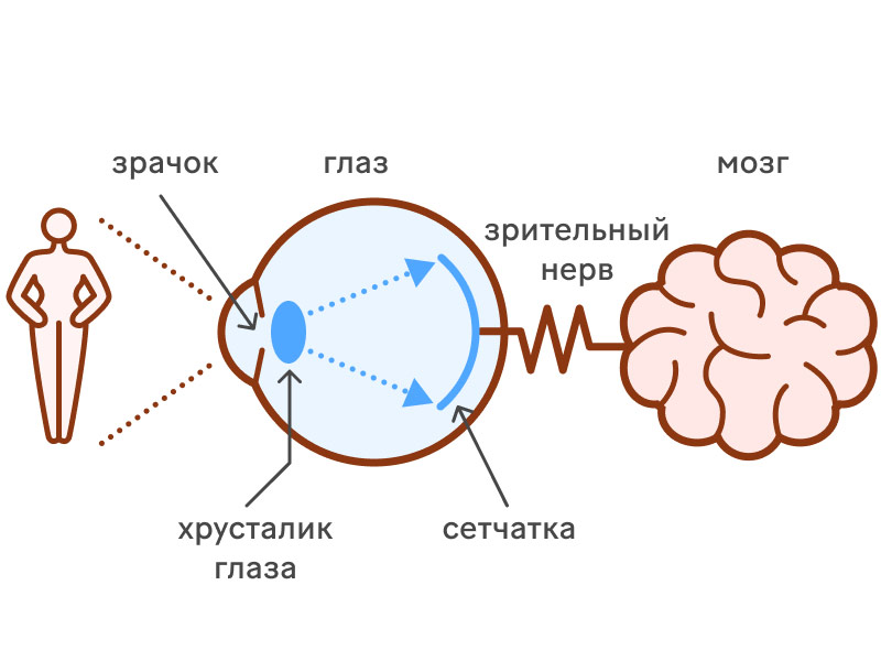 Устройство зрения младенца