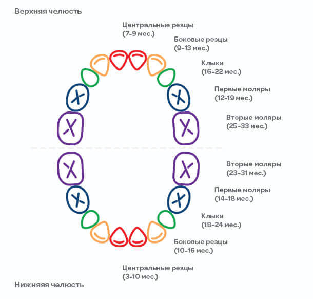 Схема Роста Зубов У Детей Фото