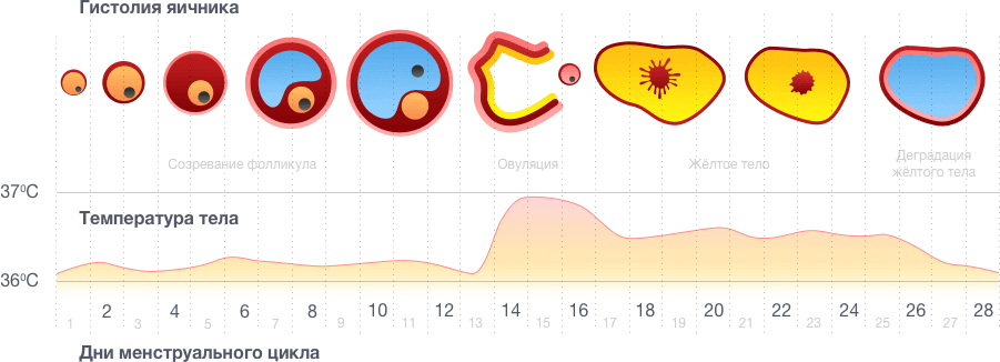Признаки овуляции у женщин: как почувствовать | Симптомы овуляции