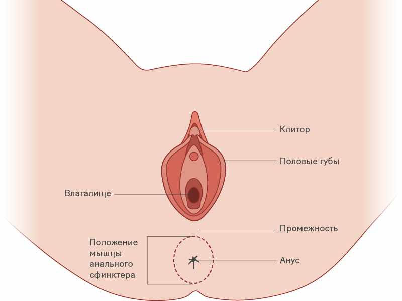 Анатомия женских наружных половых органов