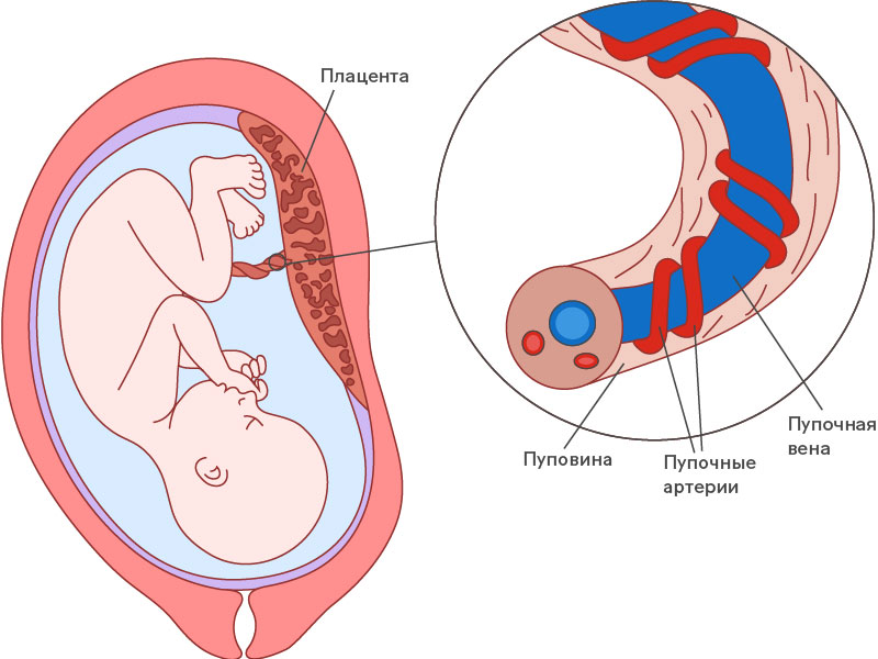 Общие сведения об обвитии пуповиной
