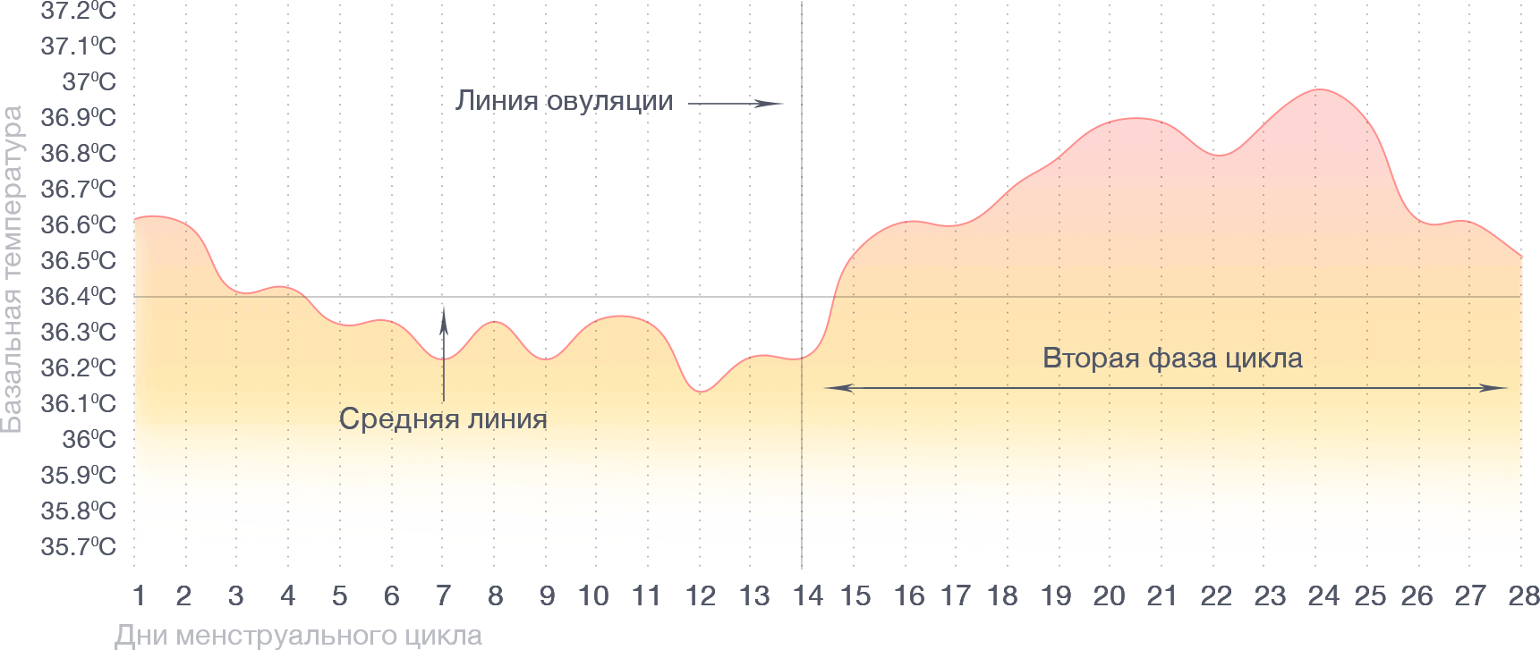 Базальная температура во время беременности