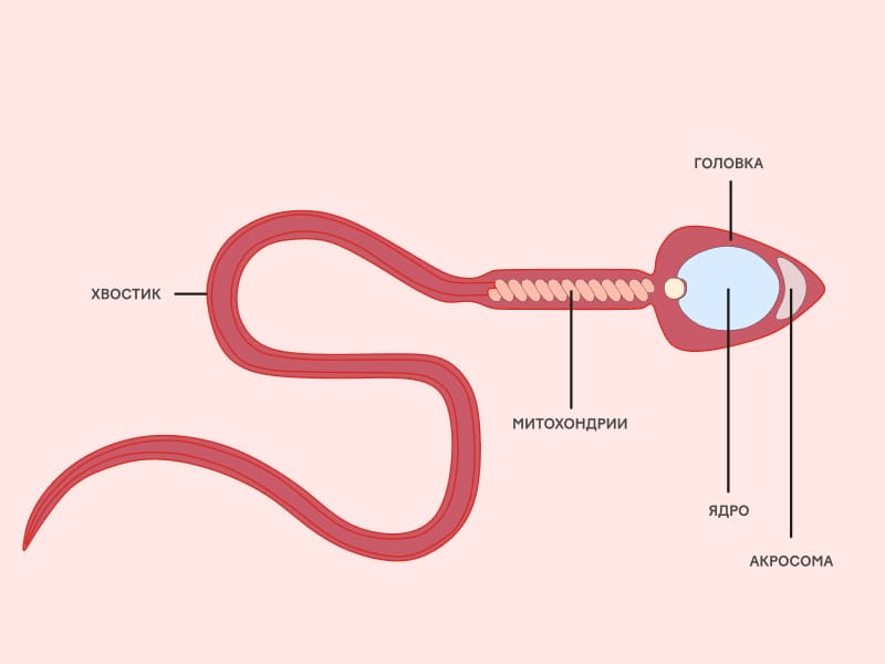 Движение сперматозоидов