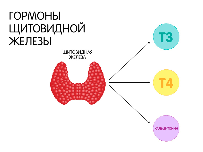 Какую роль играют гормоны щитовидной железы при беременности?