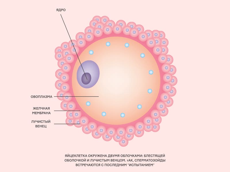 Сперматозоиды встречаются с последним «испытанием»