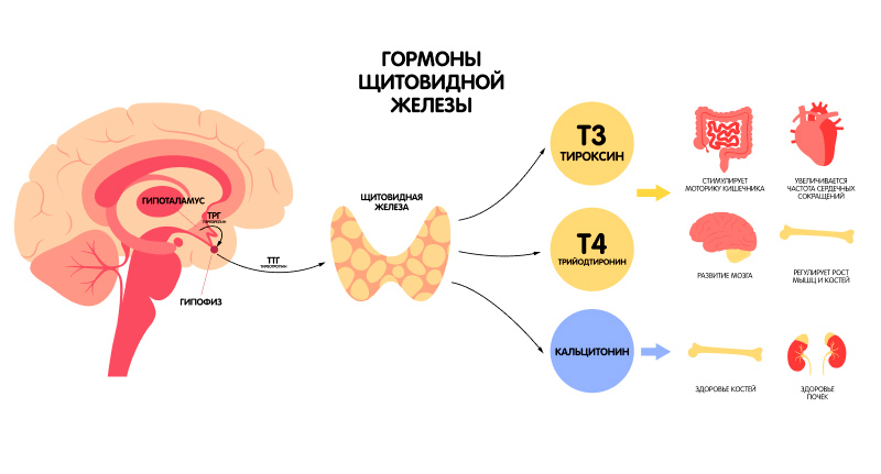 Нормы гормона ТТГ при беременности