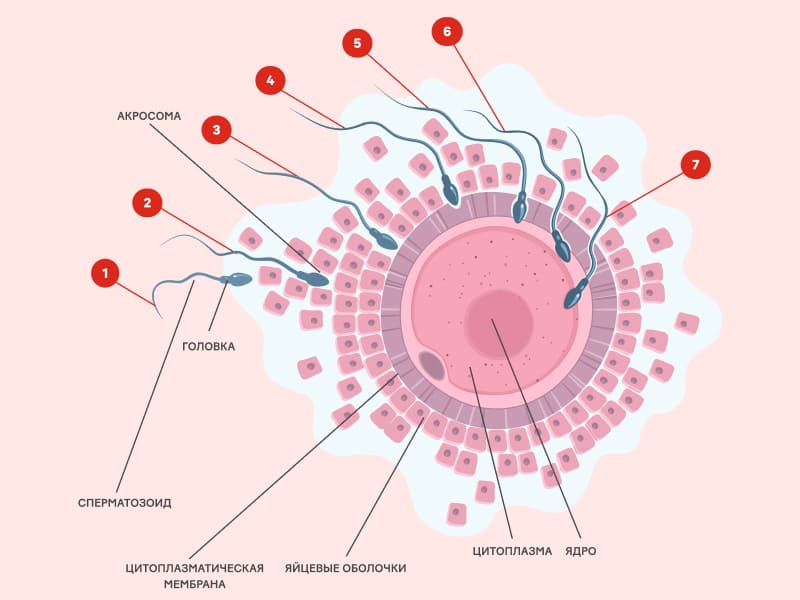 Процесс оплодотворения женщины