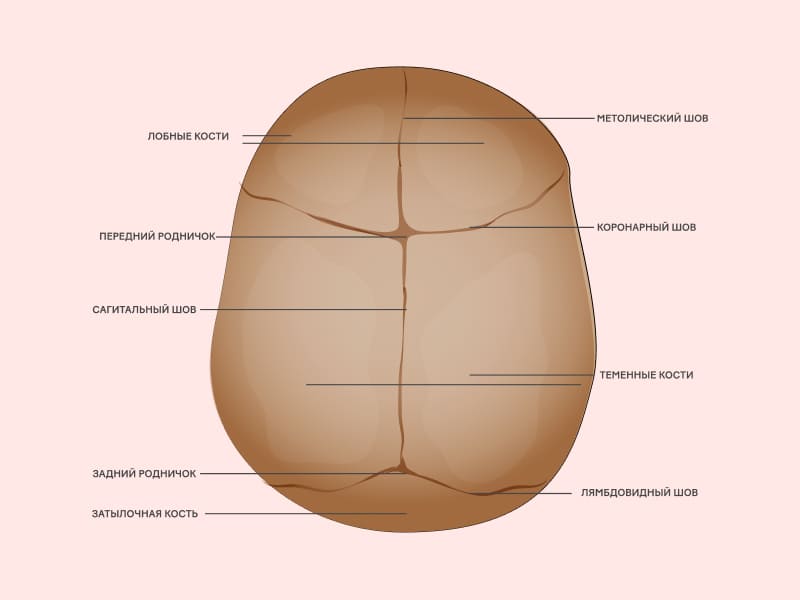 Кости черепа ребенка соединяются гибкими пространствами, называемыми швами