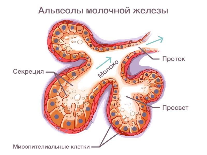 Что такое «переднее» и «заднее» молоко?