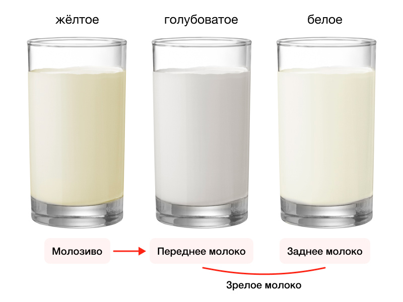 Что влияет на жирность грудного молока?